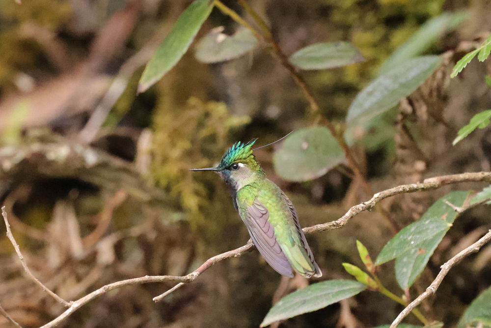 Green-crowned Plovercrest